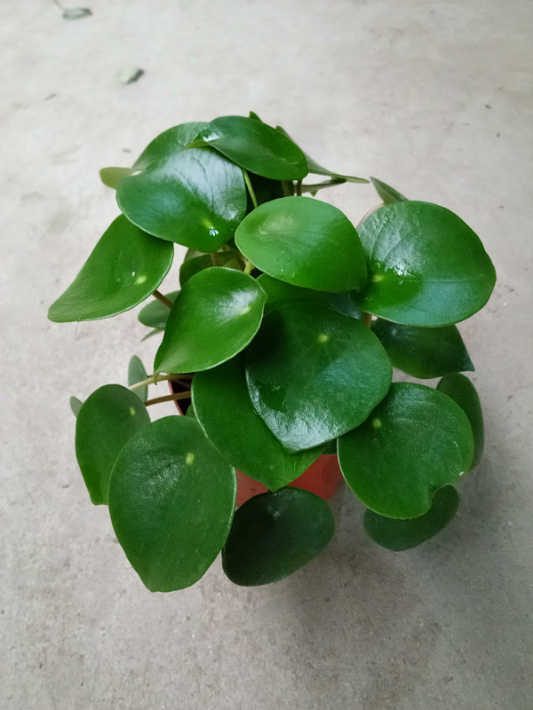 荷叶碧玉