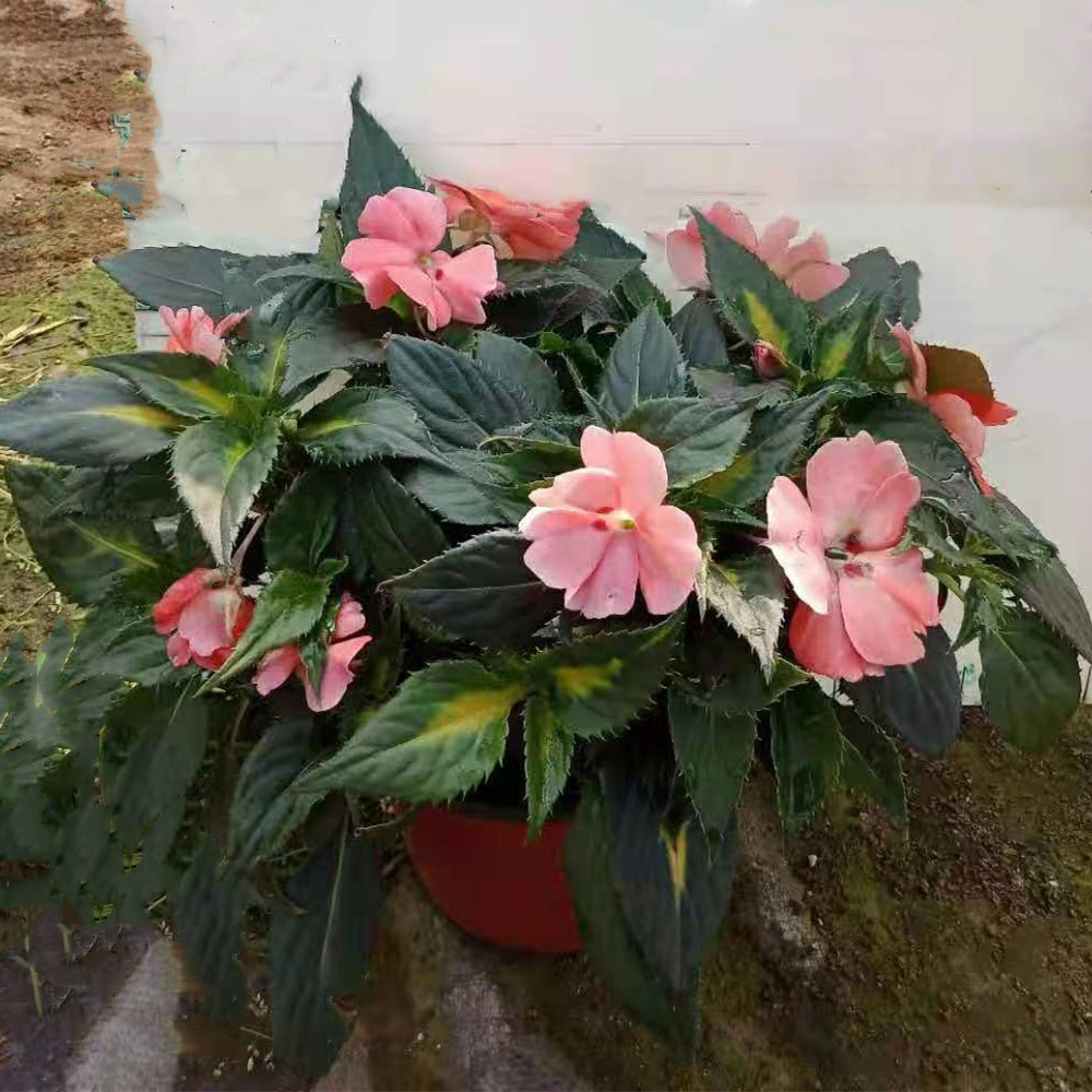 桑蓓斯凤仙140#