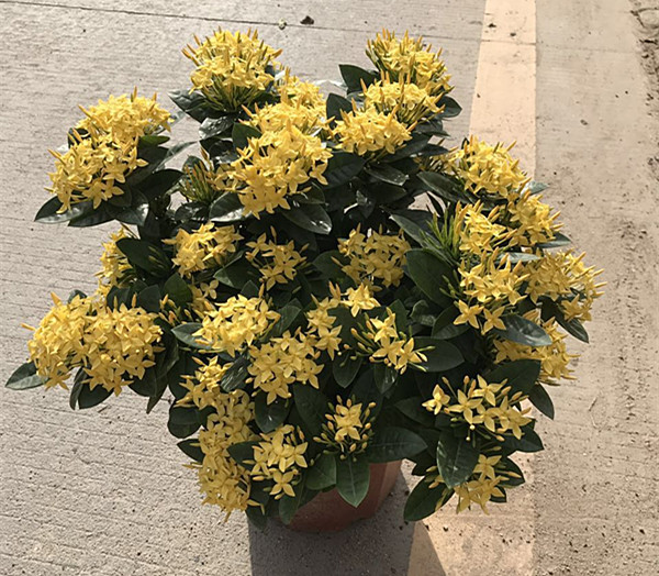 龙船花（红、黄）