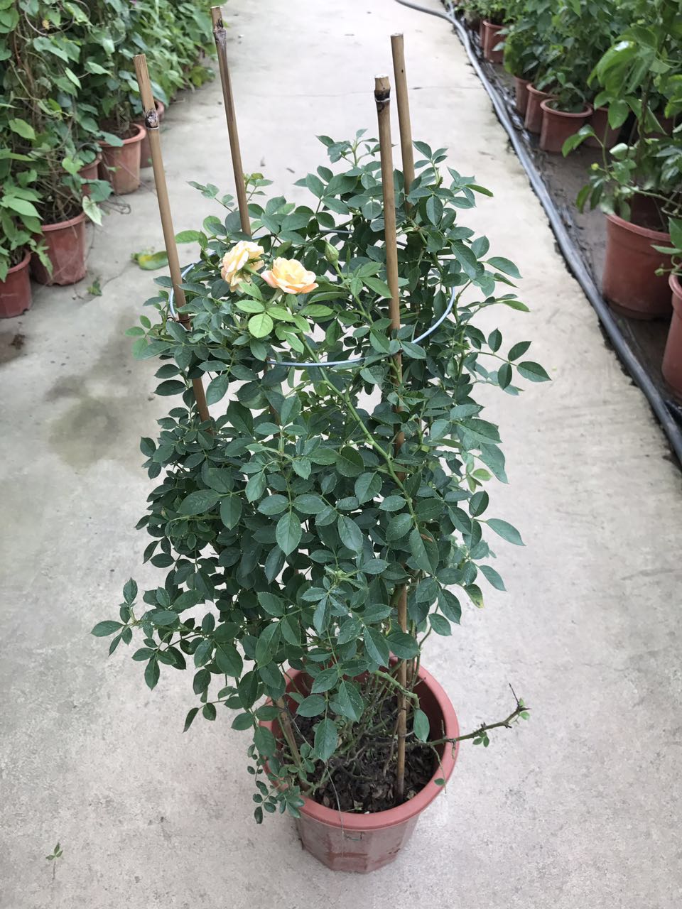 爬藤蔷薇（红 粉 紫红）H80 G40