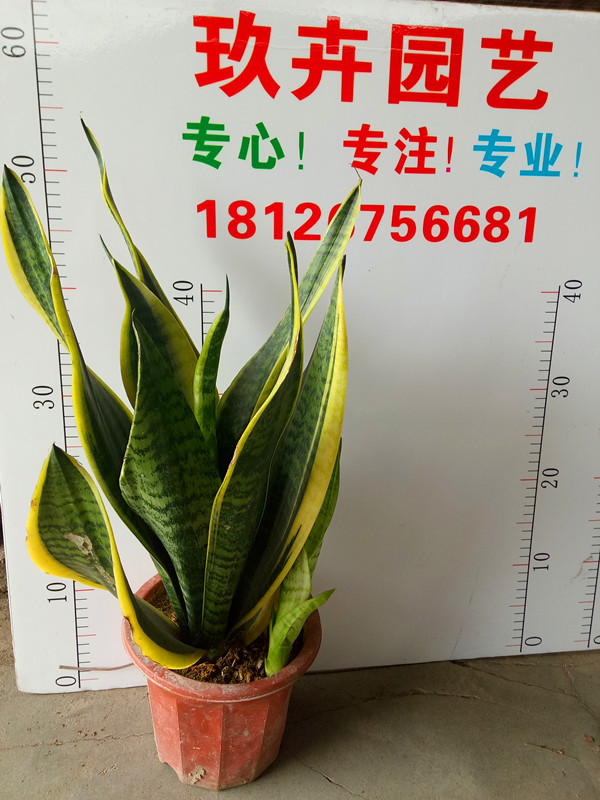 虎皮兰（老盆）
