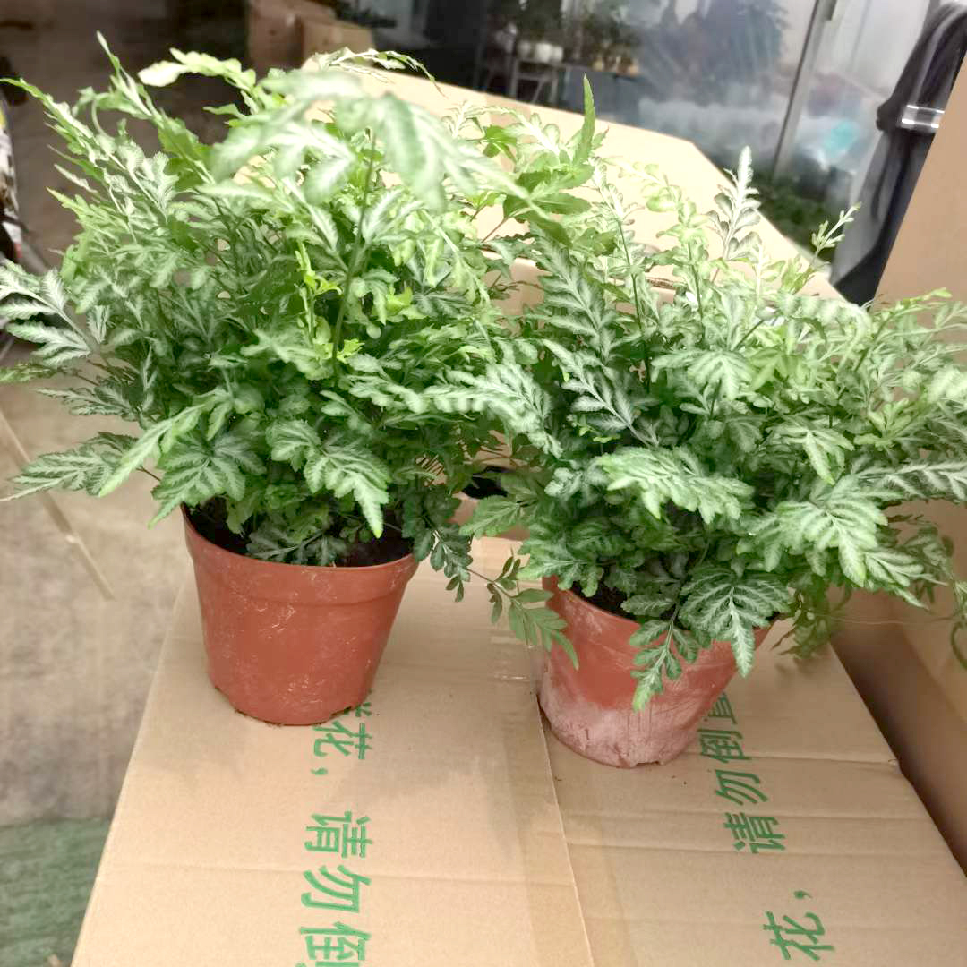 银线蕨