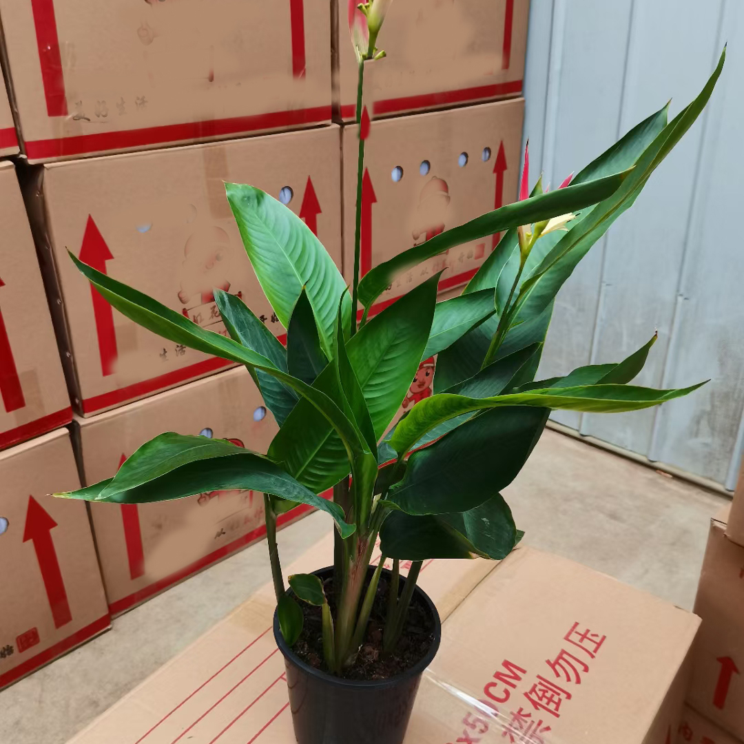 蝎尾蕉
