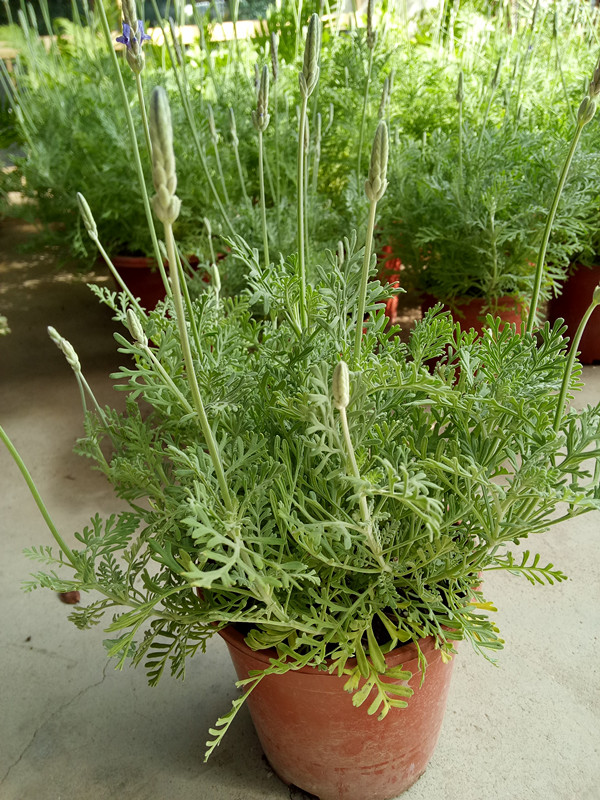 薰衣草