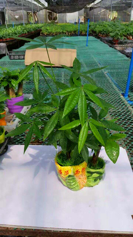 发财树双孔（瓷盆混装）