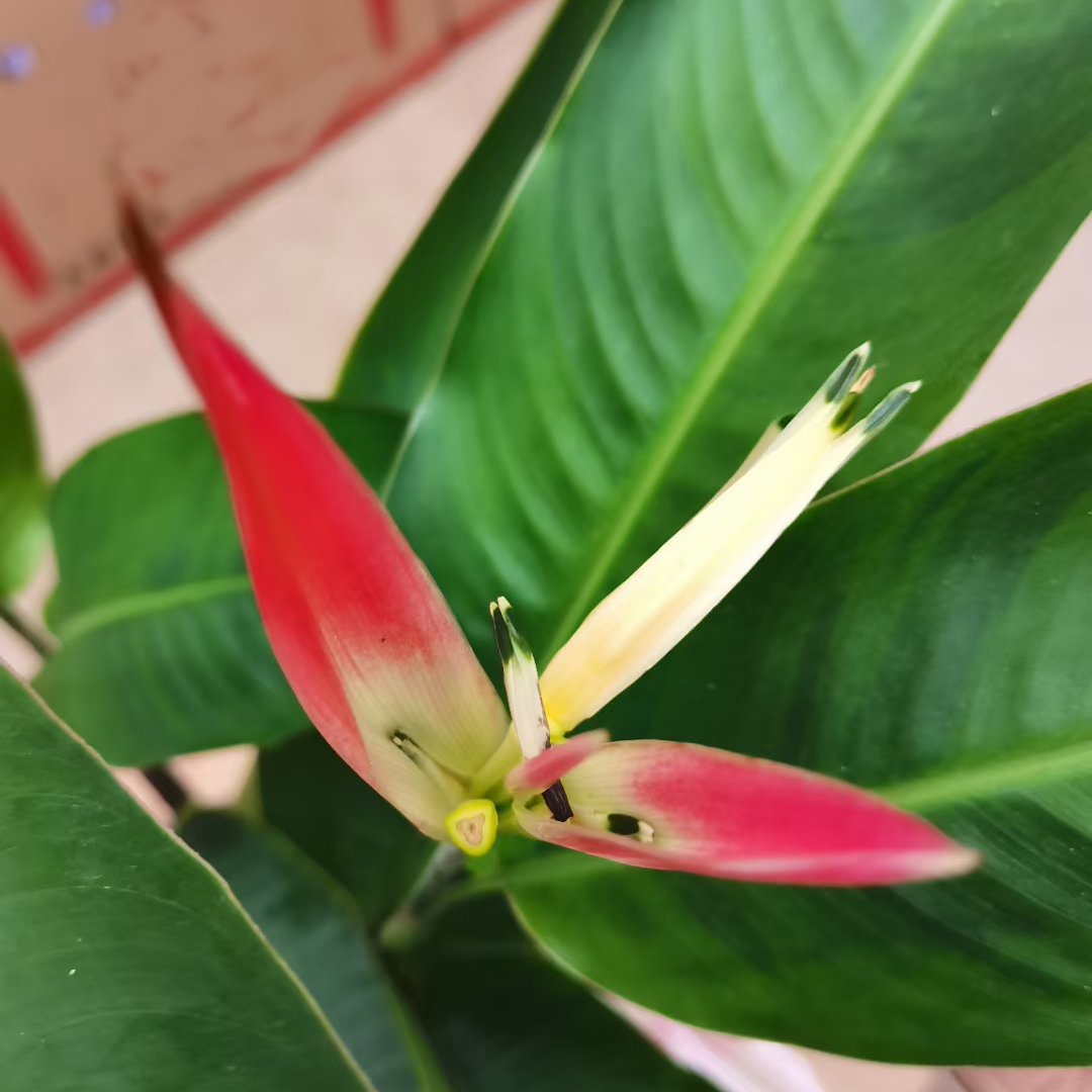 蝎尾蕉