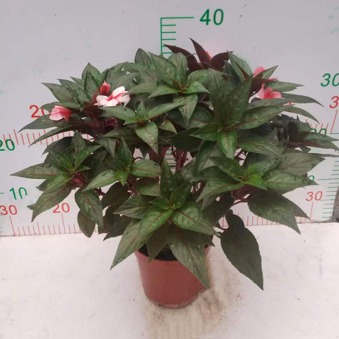 凤仙花