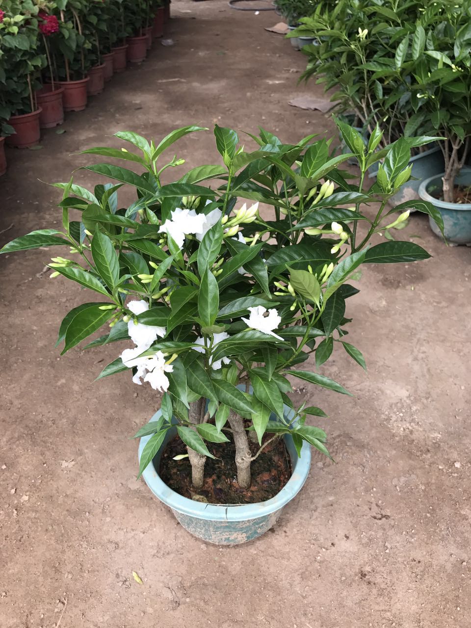 丁香