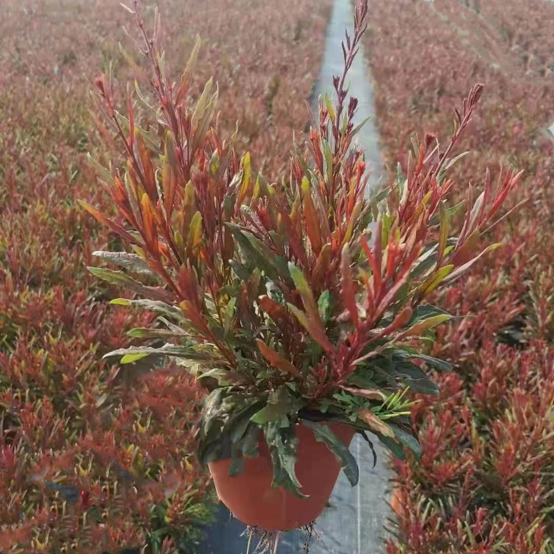 山桃草160#