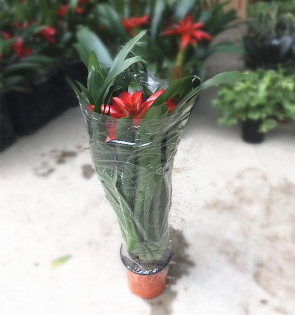 丹尼斯H60 G60