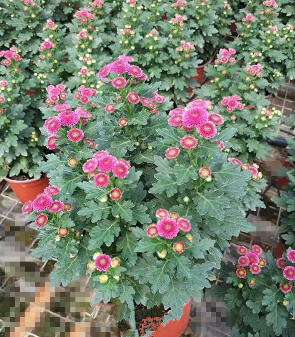雏菊