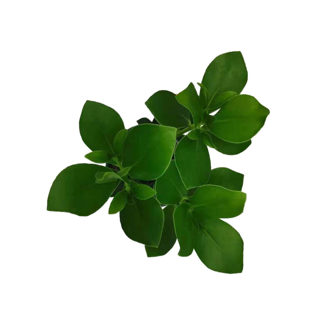签名树