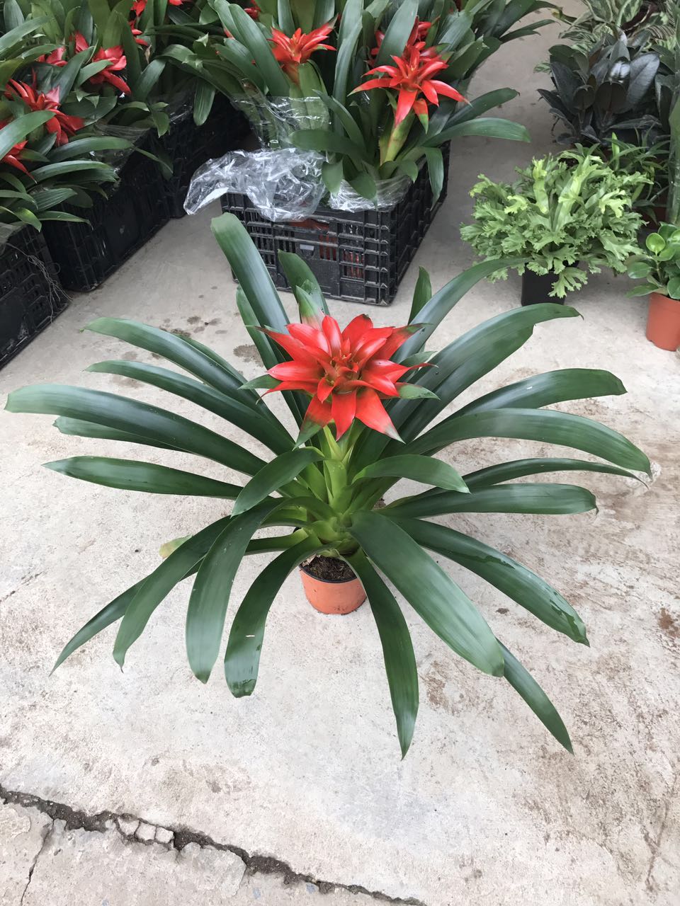 丹尼斯H60 G60