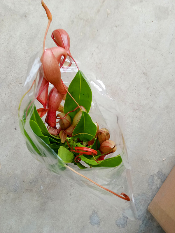 猪笼草