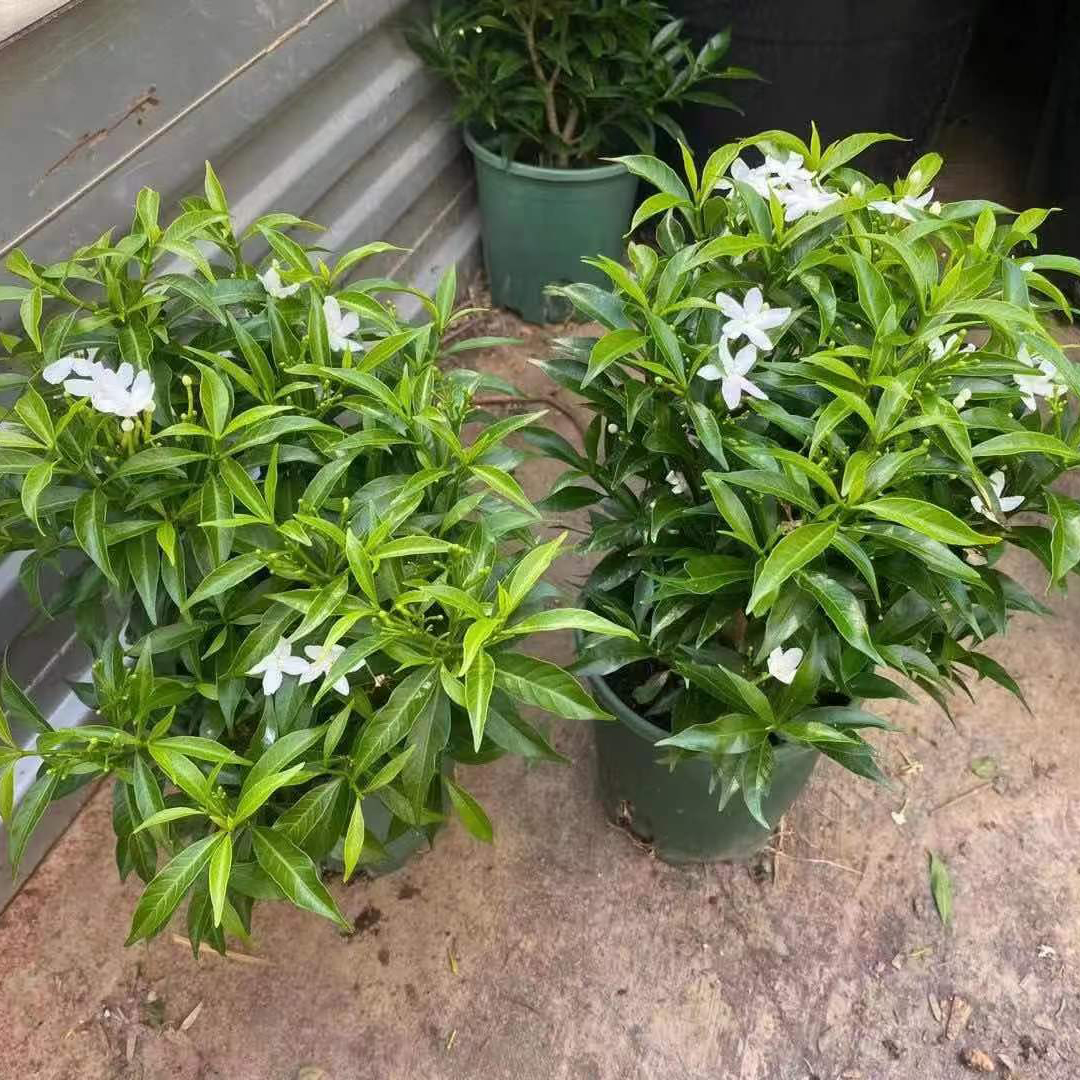 风车茉莉