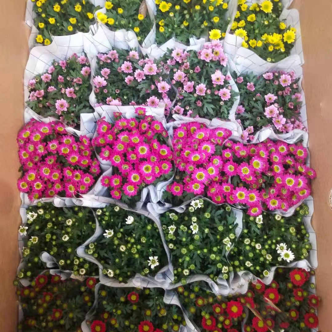清新菊130#