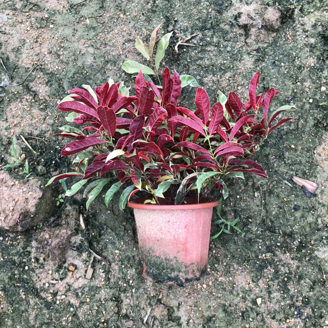 花叶红背桂（盆苗）