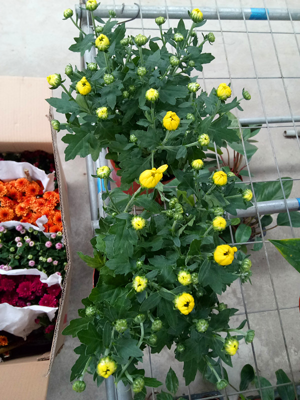 如意菊