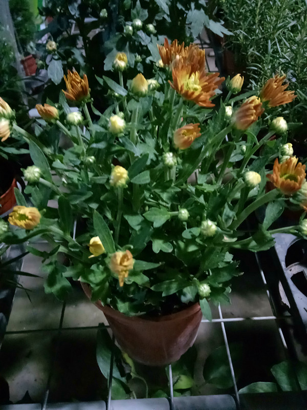 如意菊