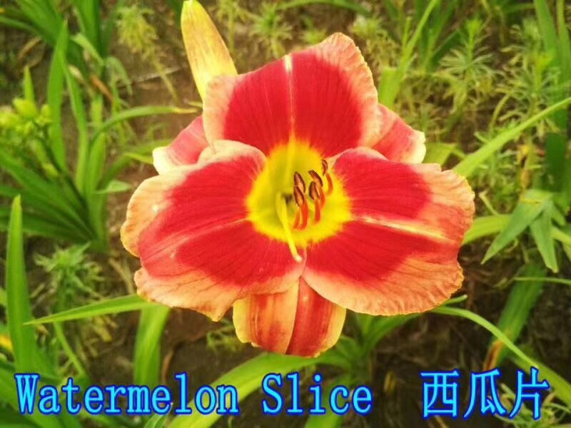 萱草种球
