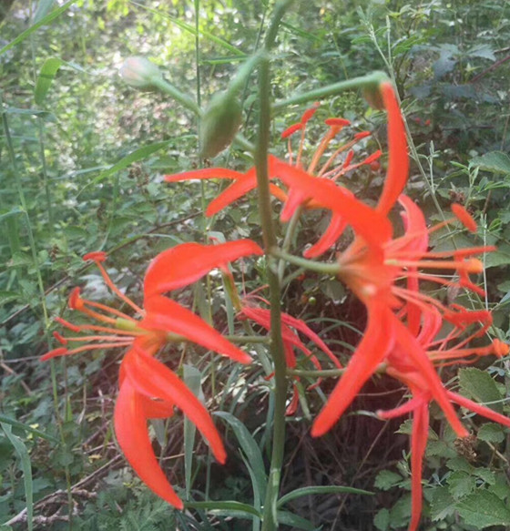 山丹丹花种苗