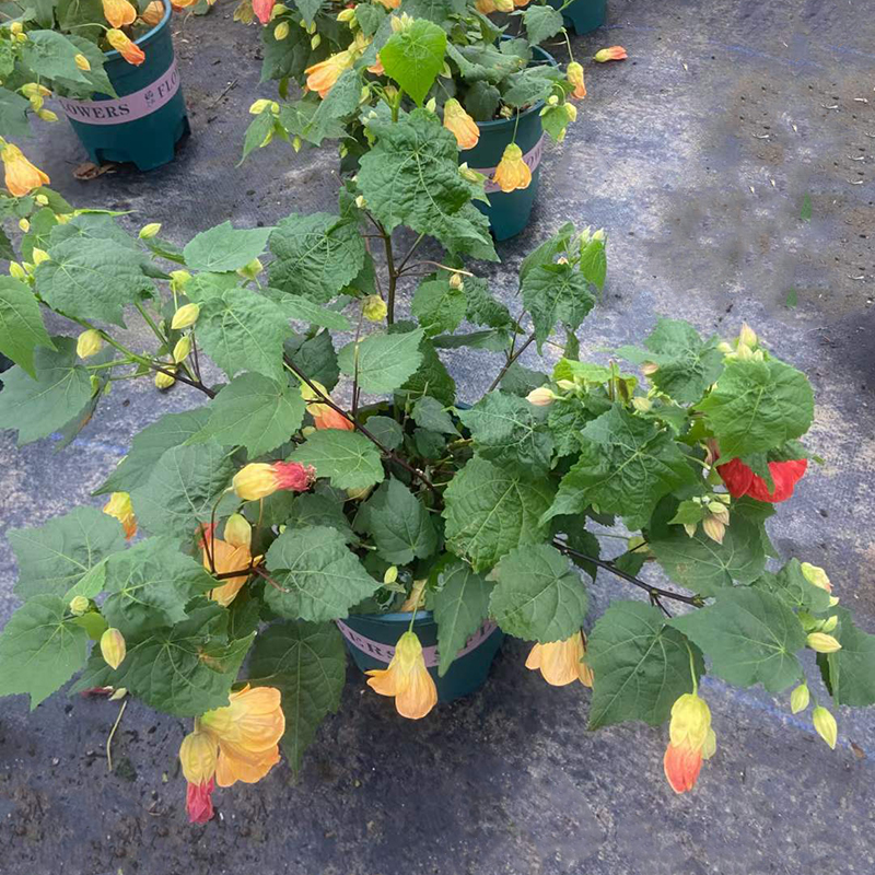 1加仑金钟木芙蓉