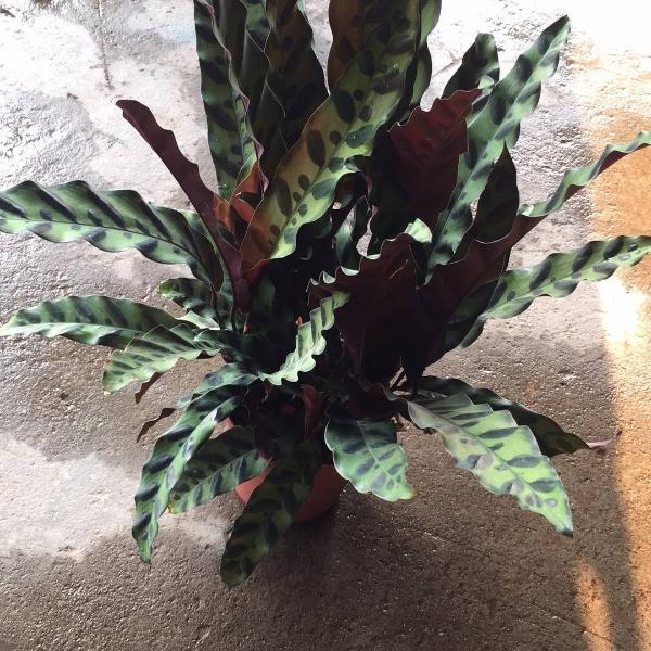 豹纹竹芋