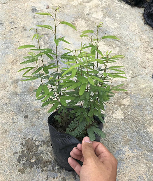 香水合欢 高25-30公分