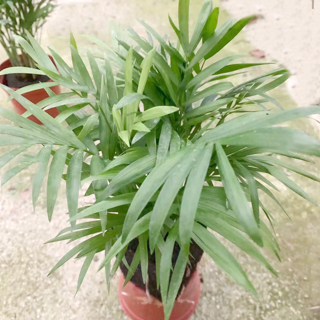 各种泡棉植物