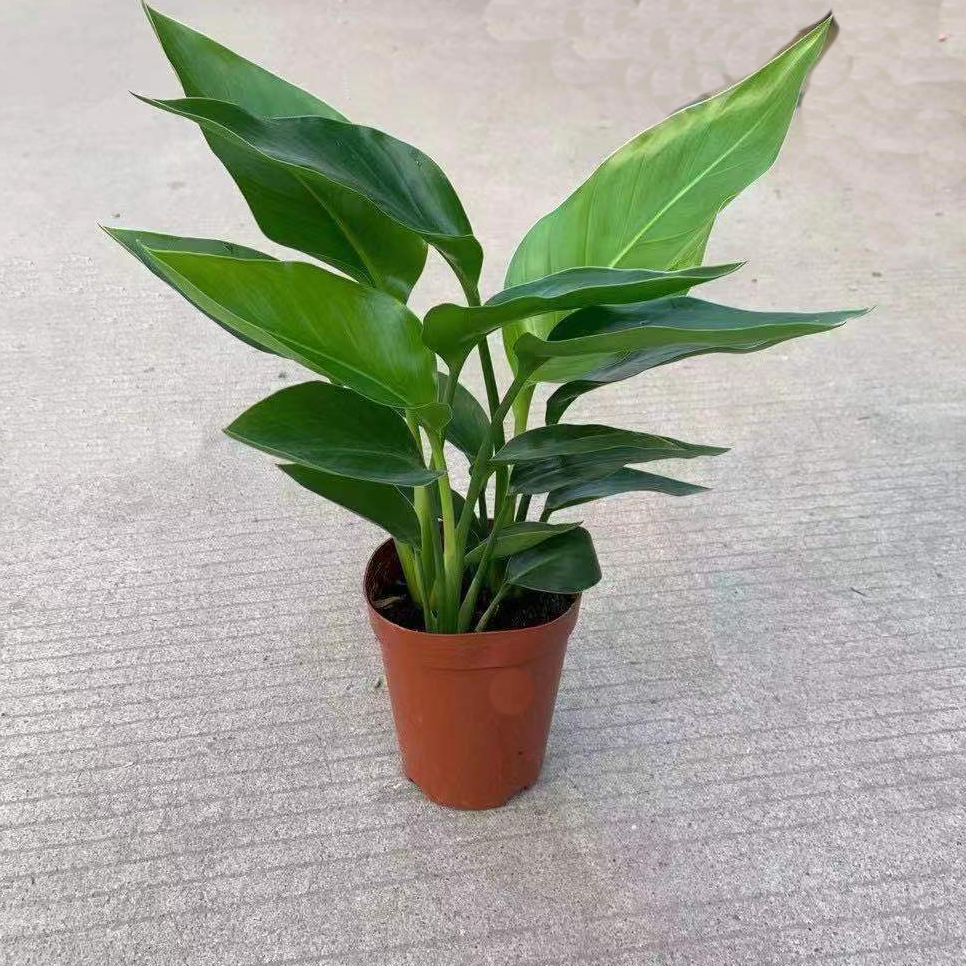 天堂鸟