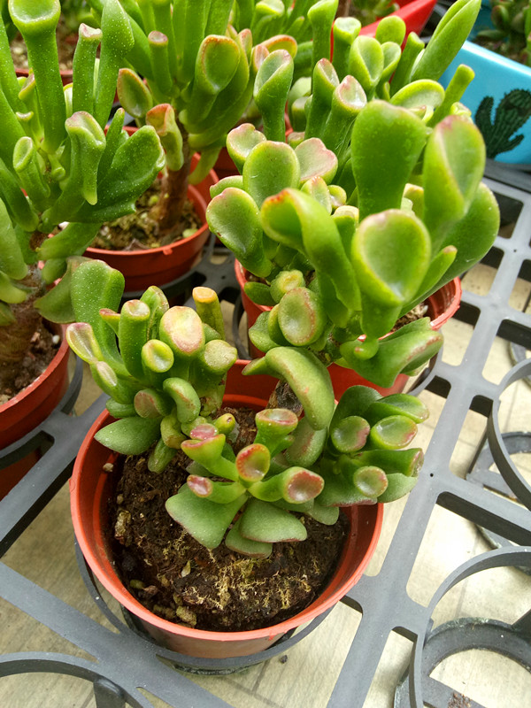 筒叶花月