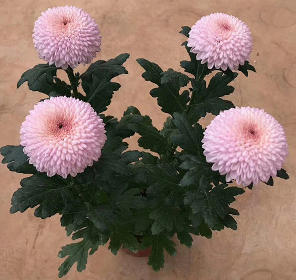 乒乓菊