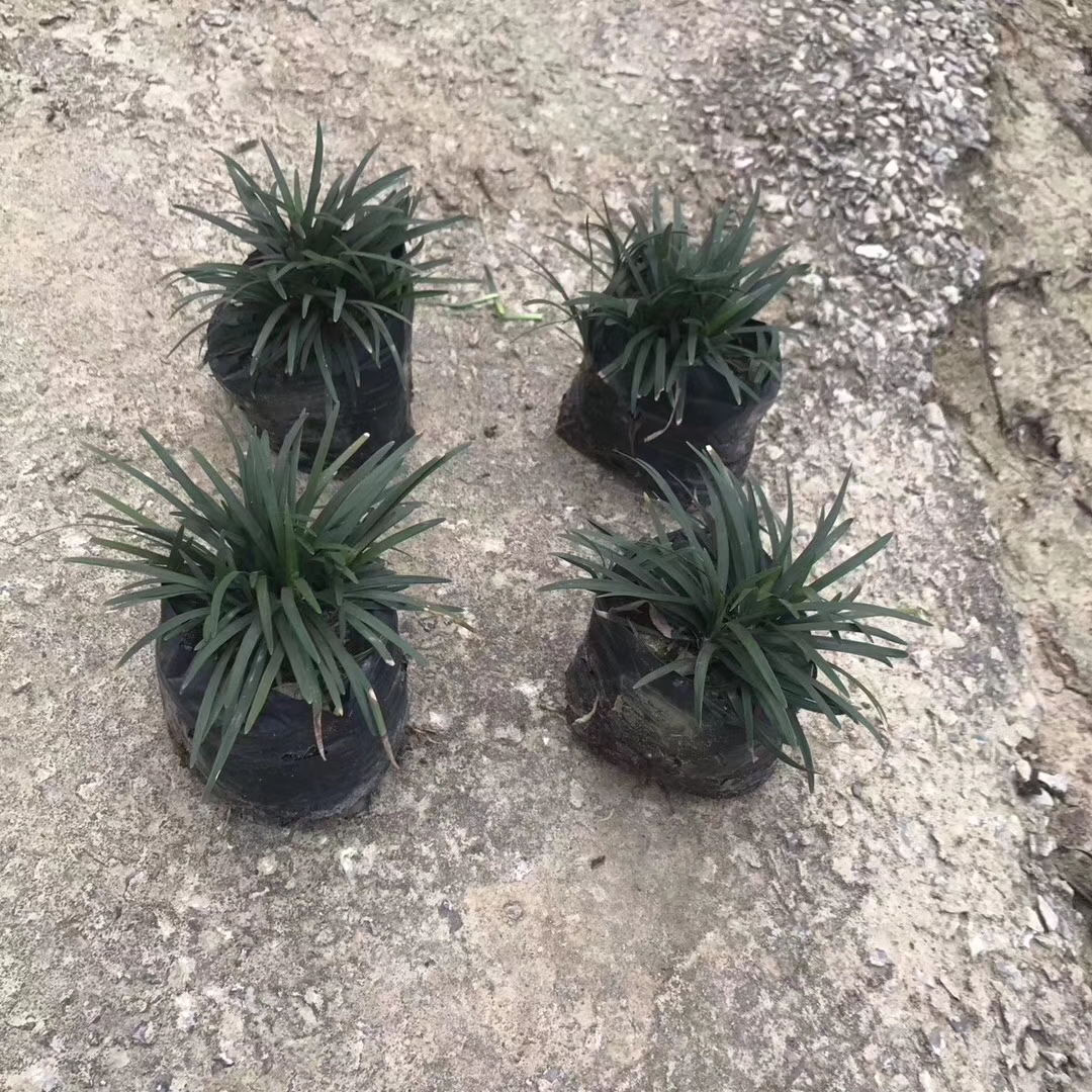 玉龙草（5斤袋）高5公分