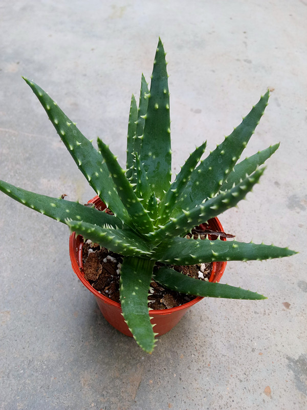 俏芦荟