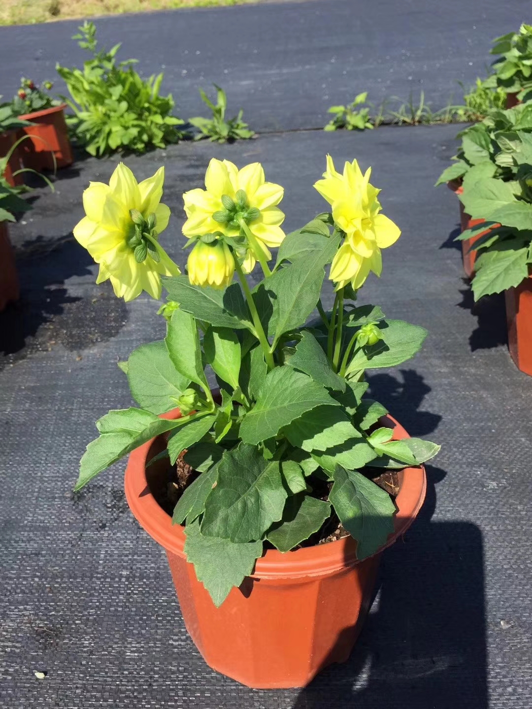 小丽花