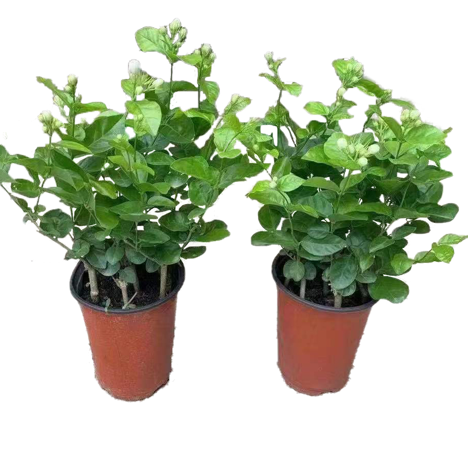 茉莉花