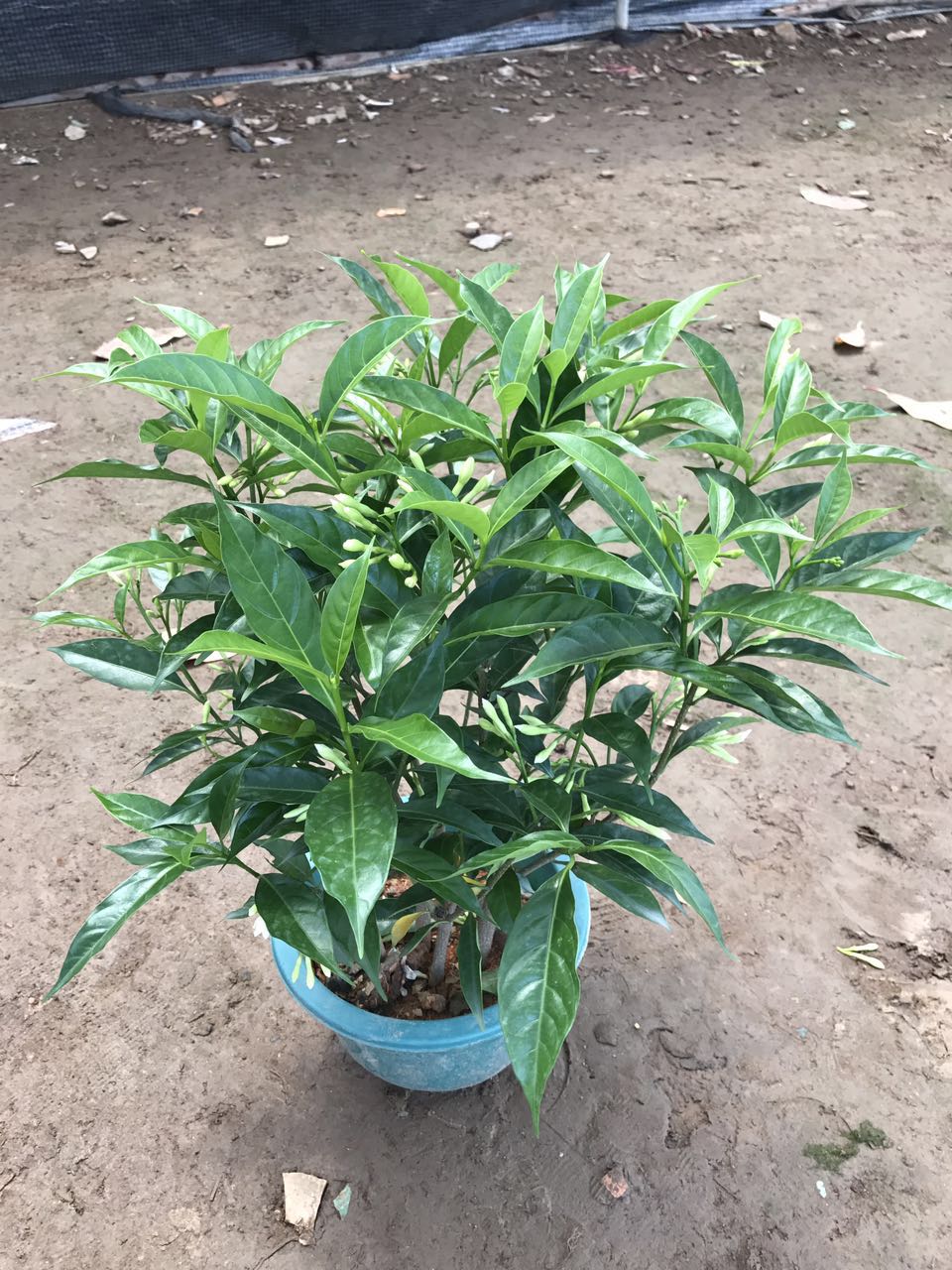 丁香