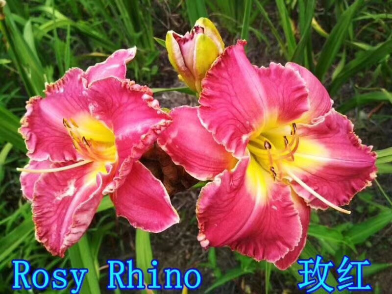 萱草种球