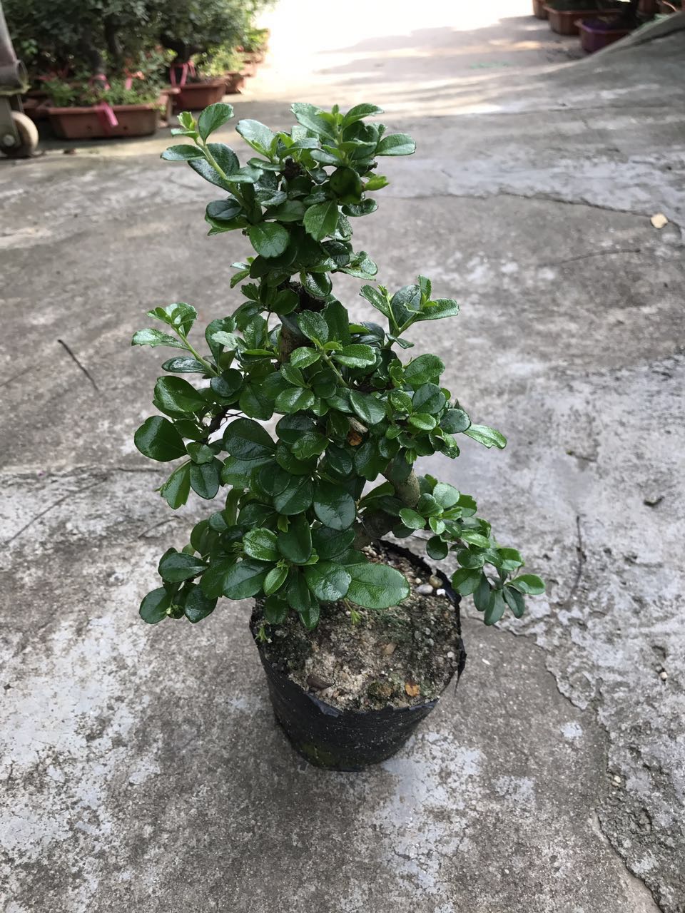 福建茶 袋苗（H27 G23）