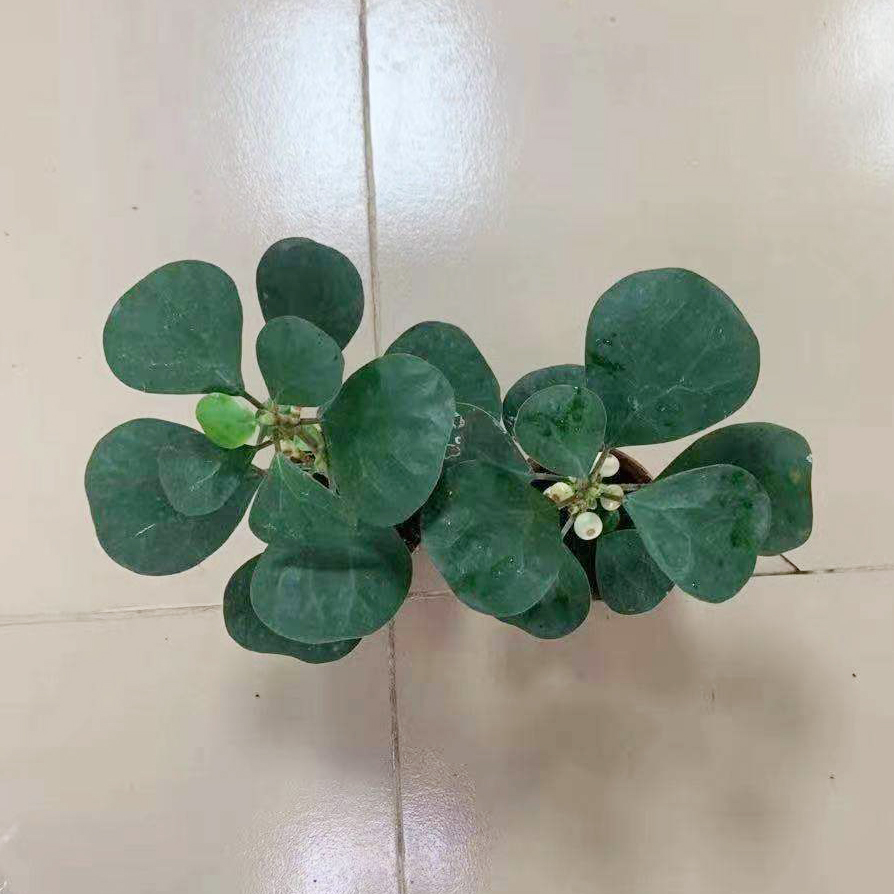 菩提