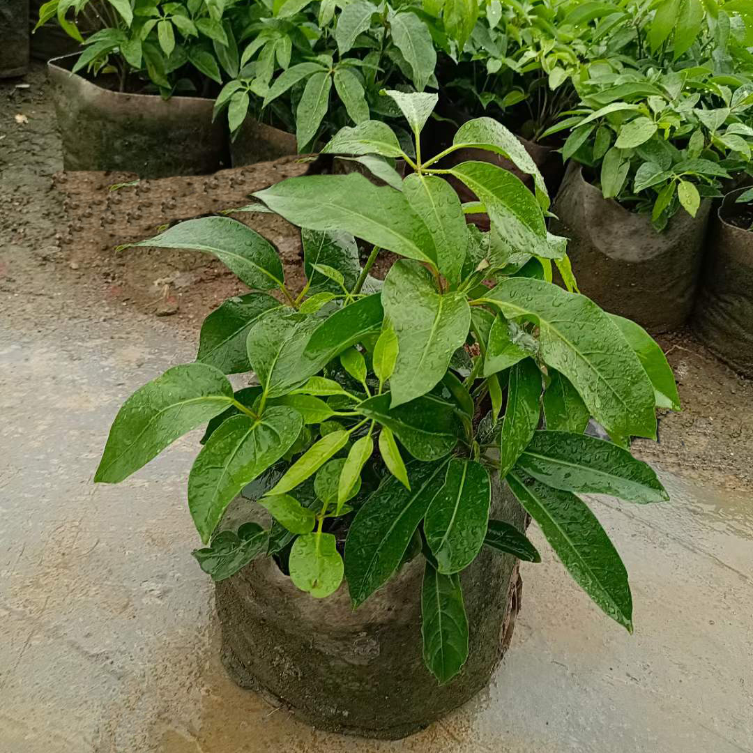 大叶伞