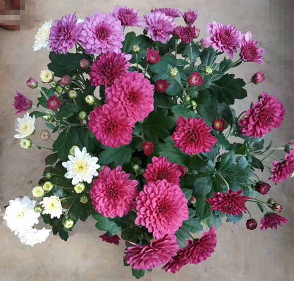 彩色如意菊