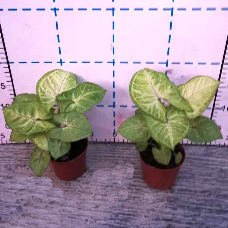 黄金童子合果芋