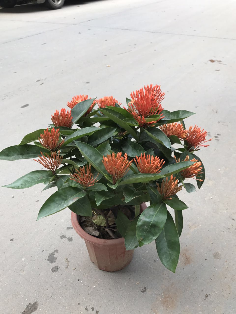 龙船花250#（H38 G38）