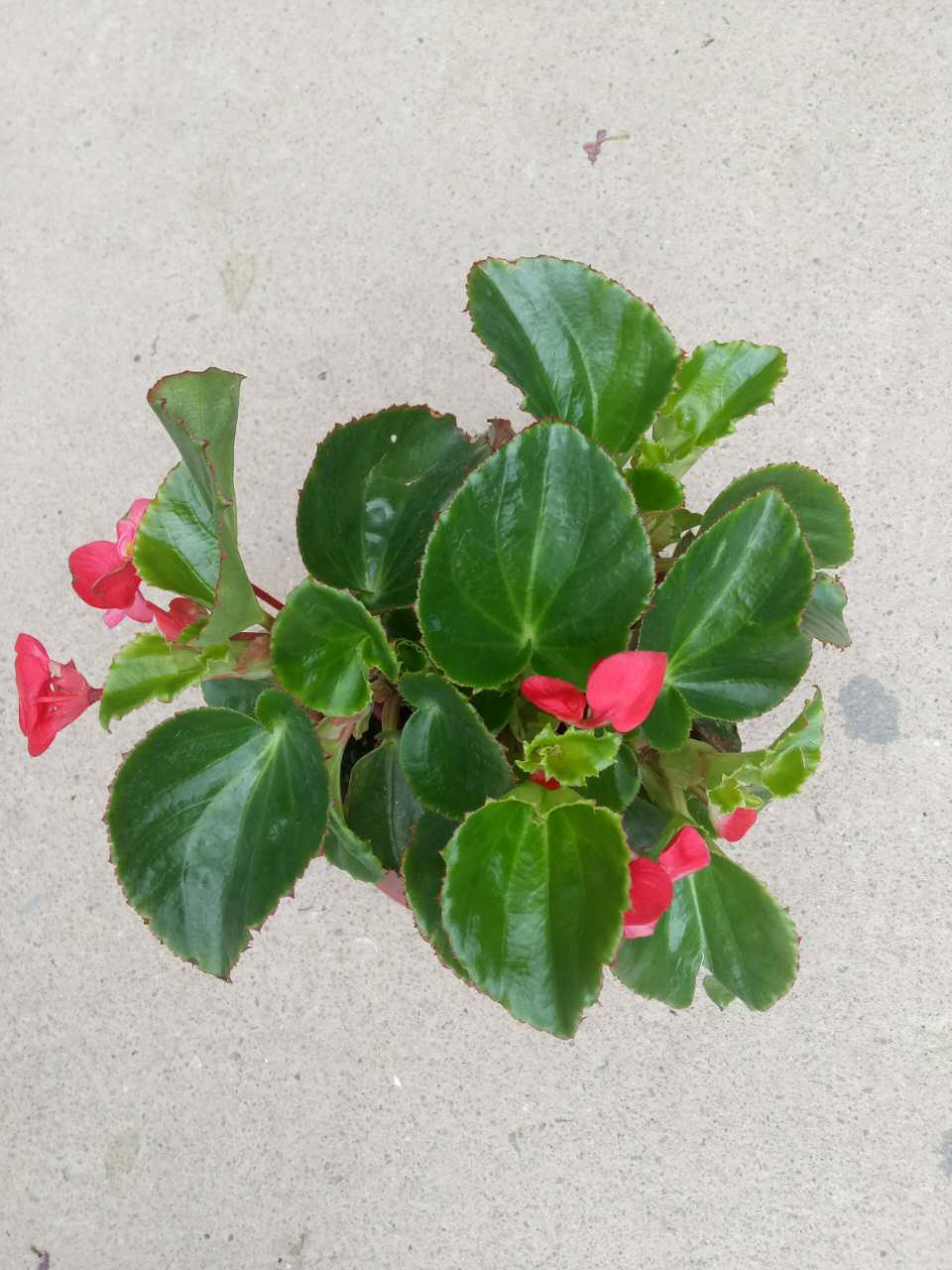大花海棠230#  (冠幅高度30)