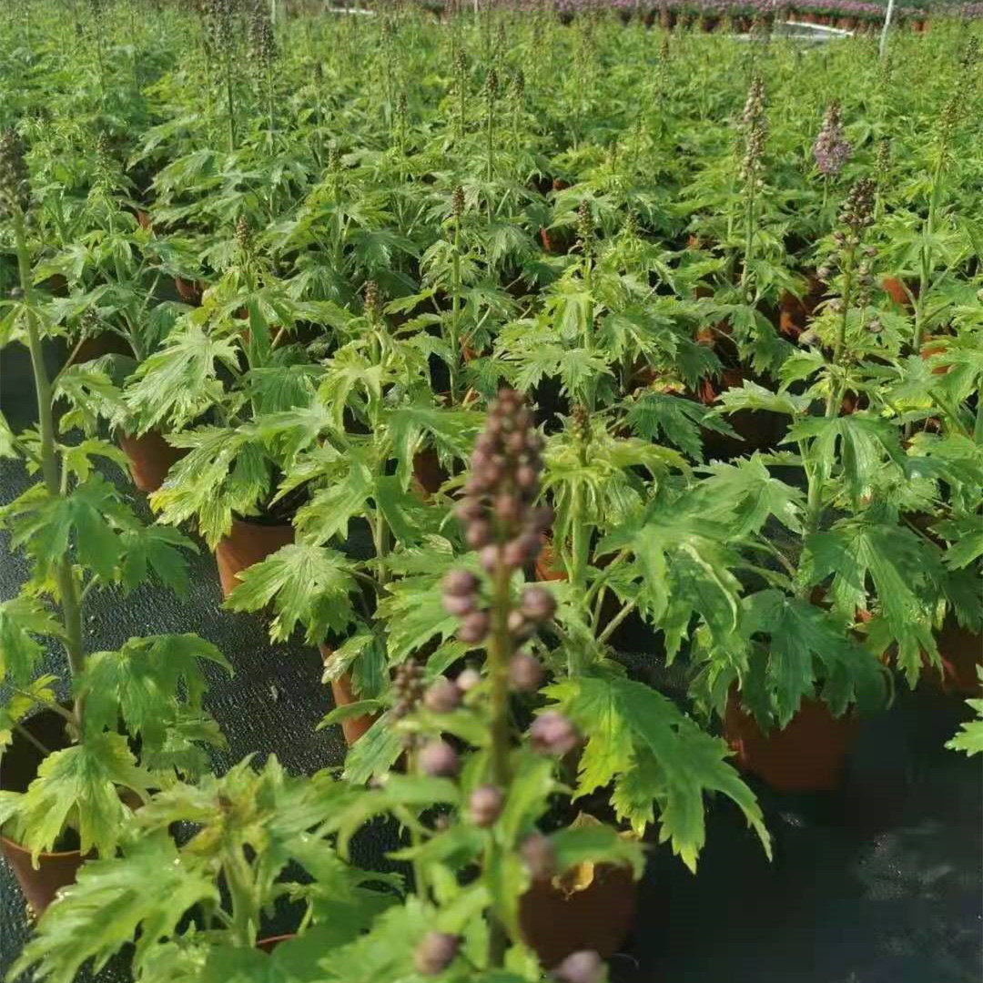大花飞燕草160#