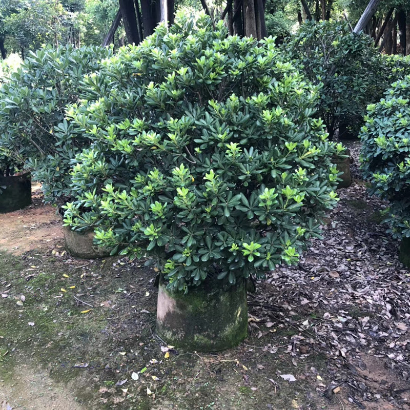 海桐球 高1.3米