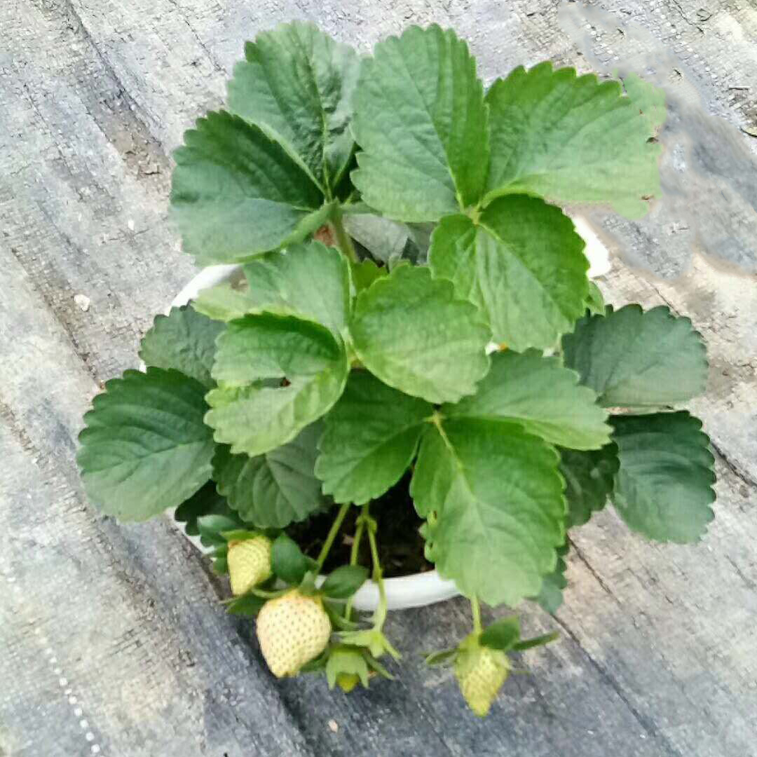 草莓盆栽180#