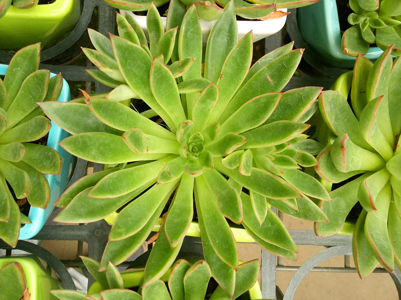 天箭座