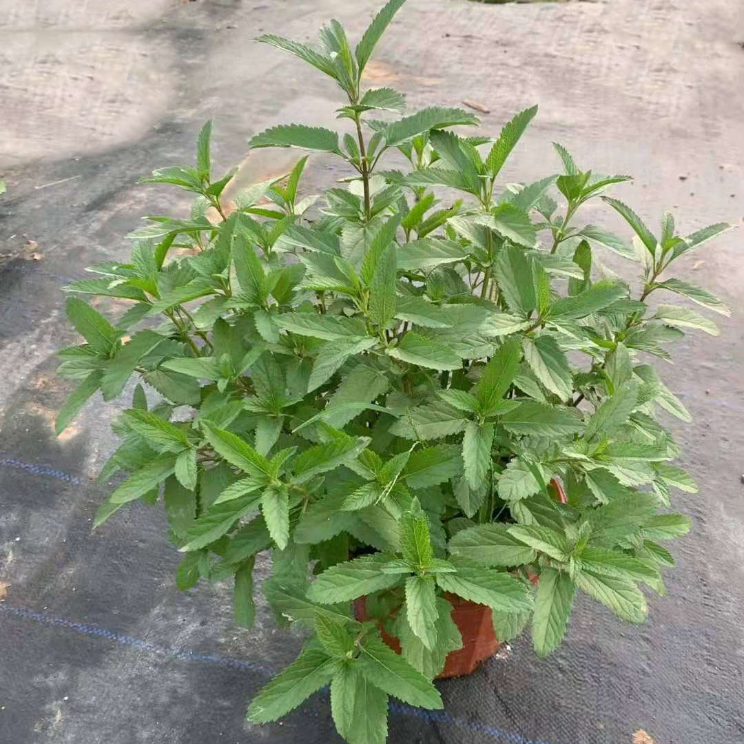天蓝鼠尾草230#